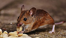 24 Hour & Emergency Exterminators in West Mclean, VA